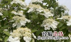 琼花可以吃吗 琼花可以吃吗药用吗