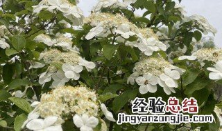 琼花可以吃吗 琼花可以吃吗药用吗