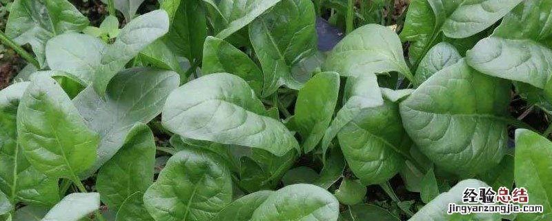 菠菜什么时候种合适 菠菜适合什么时候栽种