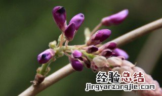 紫藤花什么时候发芽开花 紫藤花什么时候发芽开花呢