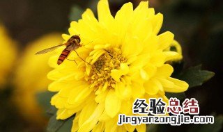 陈皮的功效与作用及禁忌 菊花的功效与作用及禁忌