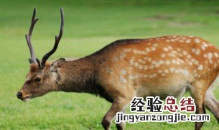 鹿肉的功效与作用