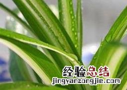 金心吊兰的养殖方法和注意事项 金心吊兰养殖方法及注意事项