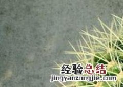 金琥怎样繁殖 多肉金琥繁殖方法及注意事项