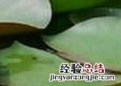 芙蓉花水养殖的最佳方法 水芙蓉种植方法步骤