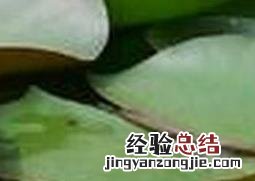 芙蓉花水养殖的最佳方法 水芙蓉种植方法步骤