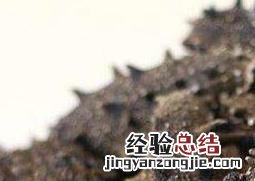 辽参的营养价值 辽参的营养价值和功效和禁忌
