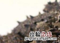 辽参的营养价值 辽参的营养价值和功效和禁忌
