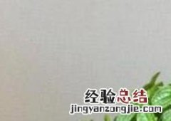 吸毒草叶子发黑怎么回事 吸毒草叶子发黑怎么办