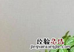 吸毒草叶子发黑怎么回事 吸毒草叶子发黑怎么办