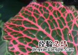 网纹草叶子烂了 网纹草叶子蔫了怎么办