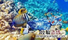 世界最大的海是什么海 世界最大的海是什么海湾