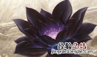 黑莲花形容什么样的人 形容黑莲花的词语