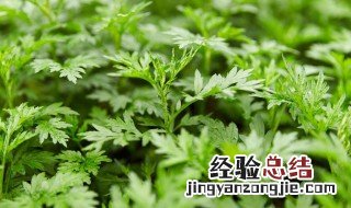 艾叶茶的功效与作用