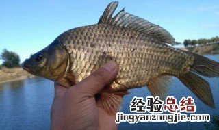 老三样鱼饵怎么配 常用钓鱼老三样鱼饵的配方