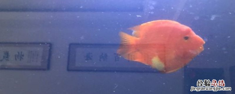 六角恐龙水霉病用什么药 水霉病用什么药