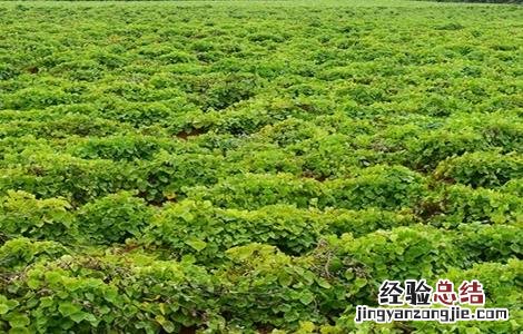 毛薯的种植时间与方法 毛毛薯怎么种植
