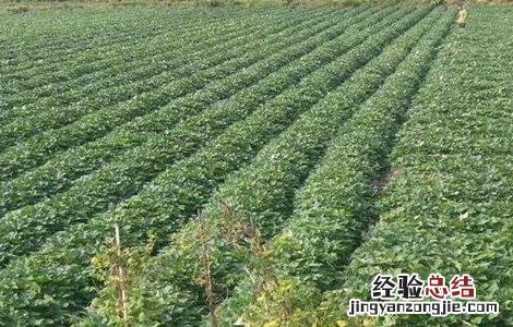 毛薯的种植时间与方法 毛毛薯怎么种植