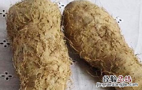 毛薯的种植时间与方法 毛毛薯怎么种植
