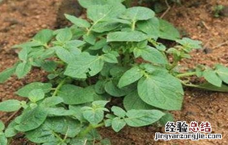 秋季土豆什么时候种植 秋季土豆什么时候种植最合适