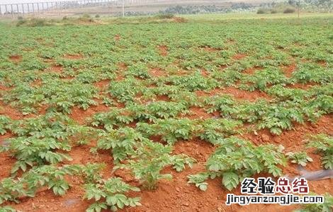 秋季土豆什么时候种植 秋季土豆什么时候种植最合适