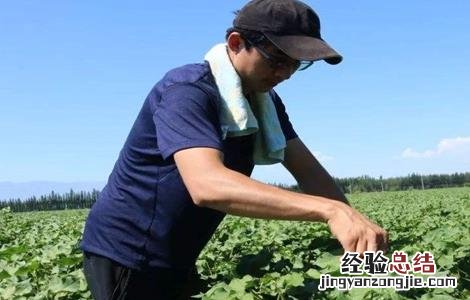 棉花种植怎么管理 棉花种植管理要点有哪些