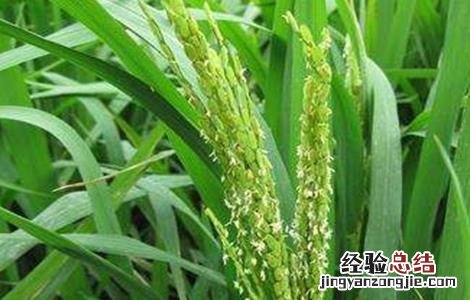 水稻成熟的几个阶段 水稻的成熟阶段