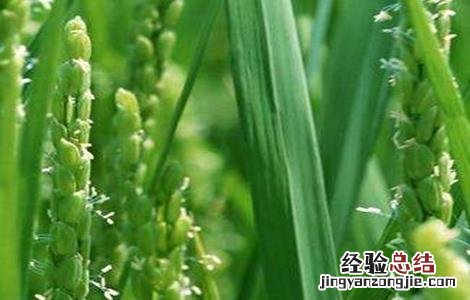 水稻成熟的几个阶段 水稻的成熟阶段