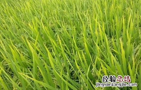 水稻成熟的几个阶段 水稻的成熟阶段