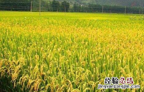 水稻成熟的几个阶段 水稻的成熟阶段