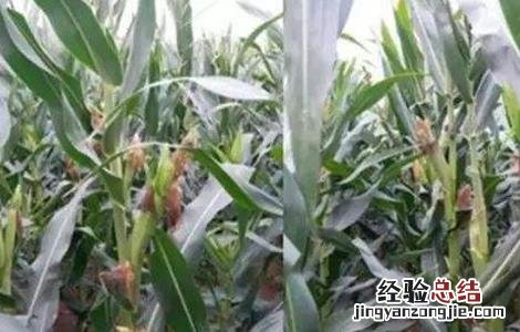 玉米苞叶短的原因 玉米空苞原因