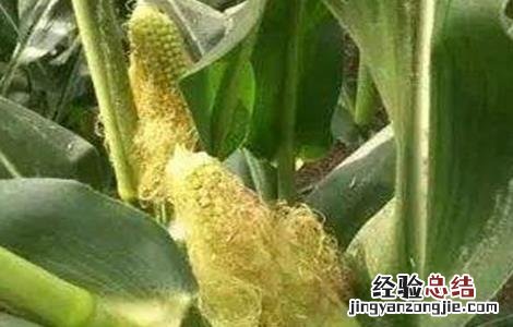 玉米苞叶短的原因 玉米空苞原因