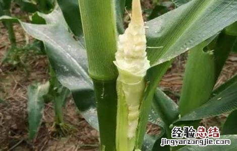 玉米苞叶短的原因 玉米空苞原因