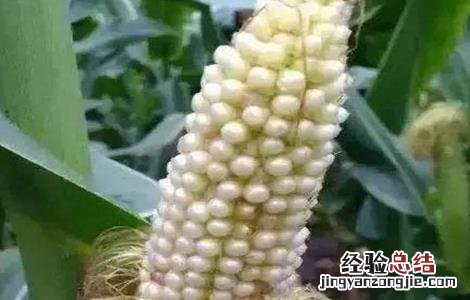 玉米苞叶短的原因 玉米空苞原因