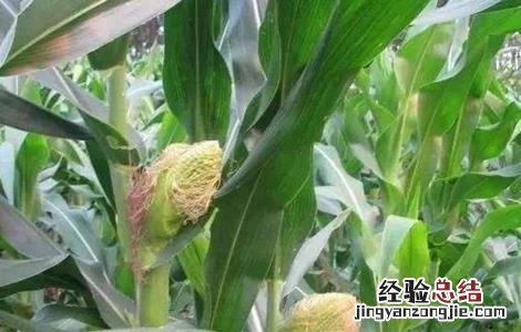 玉米苞叶短的原因 玉米空苞原因