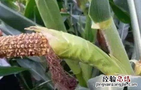玉米苞叶短的原因 玉米空苞原因