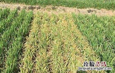 小麦发生冻害怎么办 小麦冻害怎么办