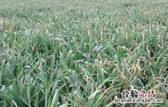 小麦发生冻害怎么办 小麦冻害怎么办