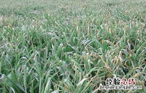 小麦发生冻害怎么办 小麦冻害怎么办