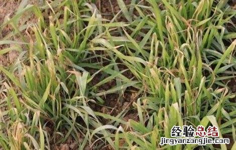 小麦发生冻害怎么办 小麦冻害怎么办