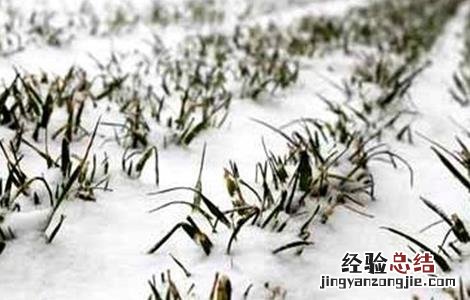 小麦发生冻害怎么办 小麦冻害怎么办