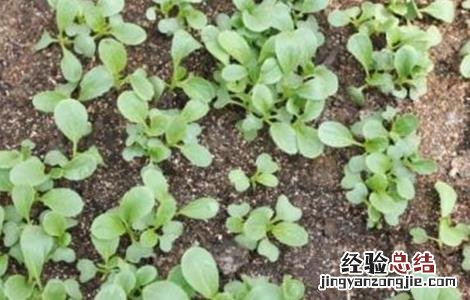 油菜苗发黄原因及补救措施 油菜苗发黄是什么原因