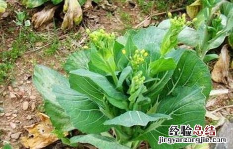 油菜苗发黄原因及补救措施 油菜苗发黄是什么原因