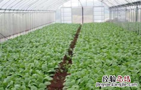 油菜苗发黄原因及补救措施 油菜苗发黄是什么原因