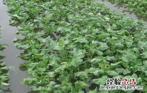 油菜苗发黄原因及补救措施 油菜苗发黄是什么原因