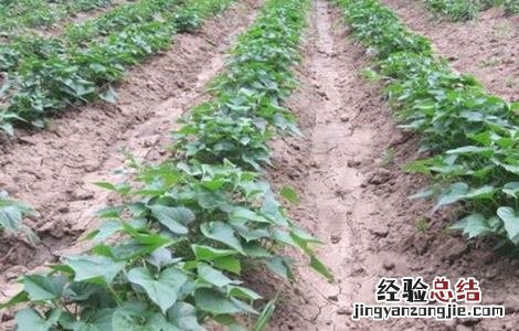紫薯的种植方法和环境要求 紫薯对生长环境的要求
