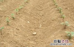 紫薯的种植方法和环境要求 紫薯对生长环境的要求