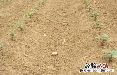 紫薯的种植方法和环境要求 紫薯对生长环境的要求