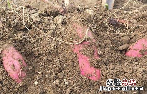 紫薯的种植方法和环境要求 紫薯对生长环境的要求