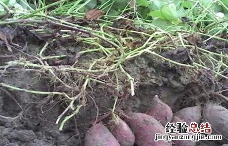 紫薯的种植方法和环境要求 紫薯对生长环境的要求